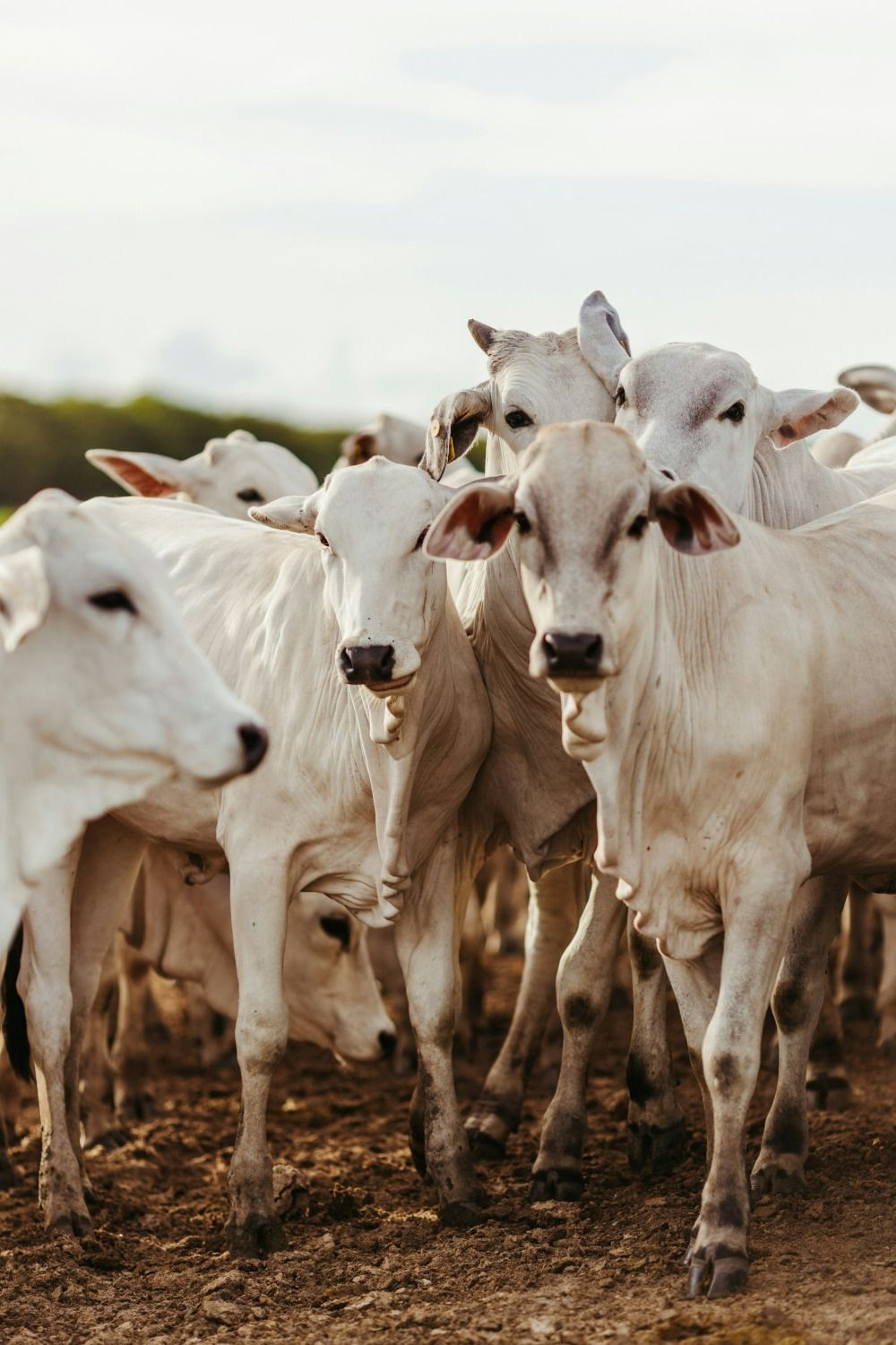 Allevamento di bovini nei terreni aziendali di Anagni e Paliano, anima agricola di Villa Sant'Erasmo